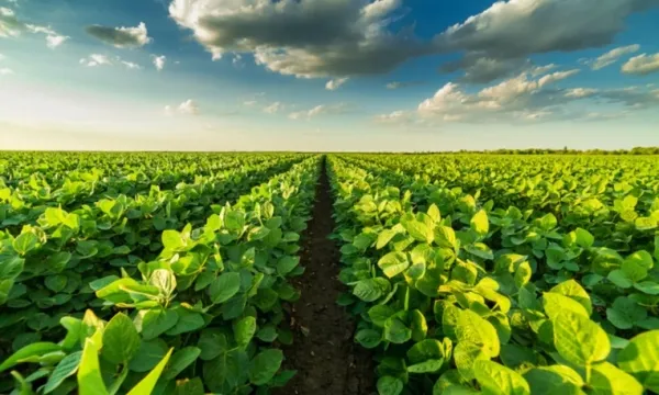 Giải Pháp Kỹ Thuật Nông Nghiệp Bền Vững Từ Đan Nông