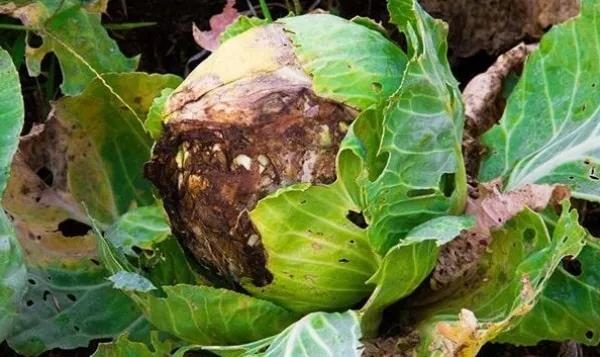 Cảnh Báo Sâu Bệnh Mùa Khô 2025 Bà Con Cần Lưu Ý