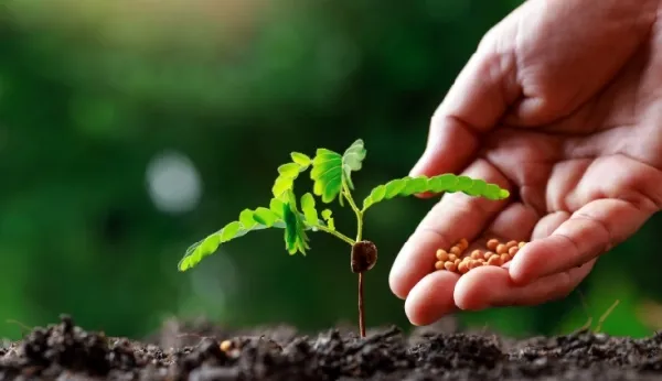 Quy Trình Canh Tác Chuẩn Giúp Cây Phát Triển Tối Ưu