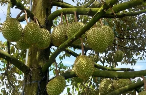 Kỹ Thuật Chăm Sóc Cây Trồng Hiệu Quả Cho Năng Suất Cao